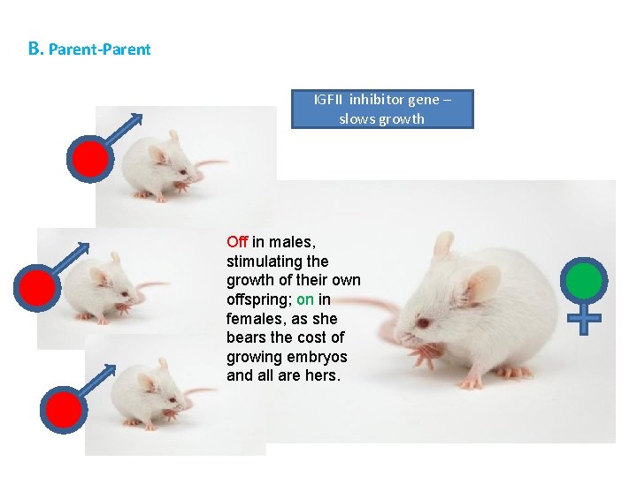 B. Parent-Parent IGFII inhibitor gene – slows growth Off in males, stimulating the growth