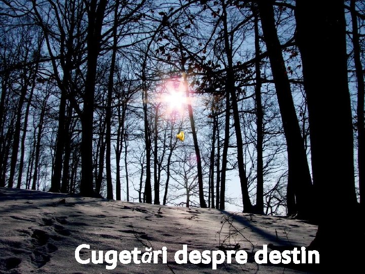 Cugetări despre destin 