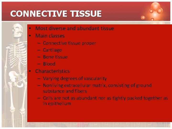CONNECTIVE TISSUE • Most diverse and abundant tissue • Main classes – – Connective