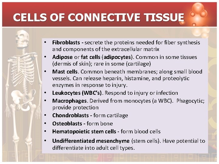 CELLS OF CONNECTIVE TISSUE • Fibroblasts - secrete the proteins needed for fiber synthesis