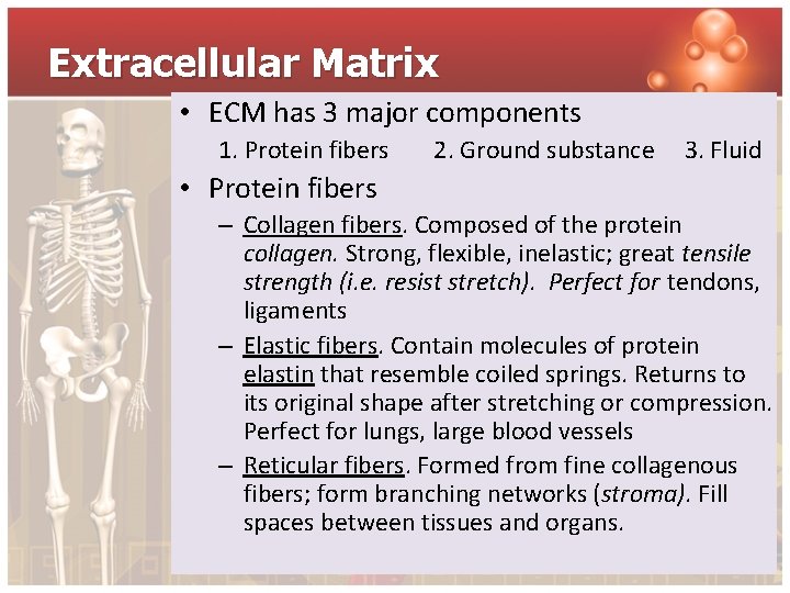 Extracellular Matrix • ECM has 3 major components 1. Protein fibers 2. Ground substance