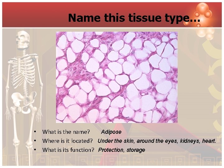 Name this tissue type… Adipose • What is the name? • Where is it