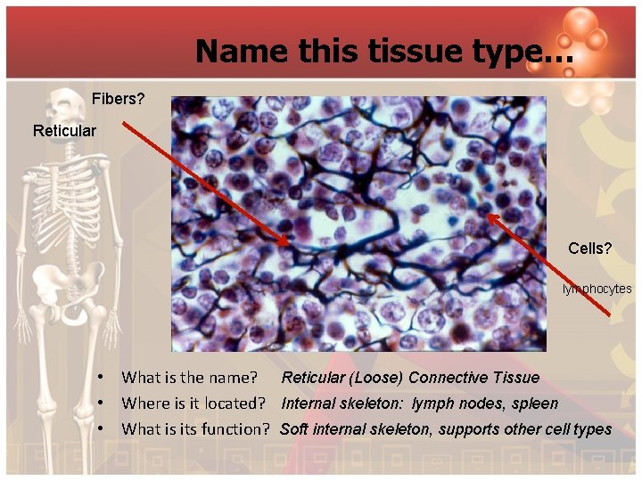 Name this tissue type… Fibers? Reticular Cells? lymphocytes • What is the name? Reticular