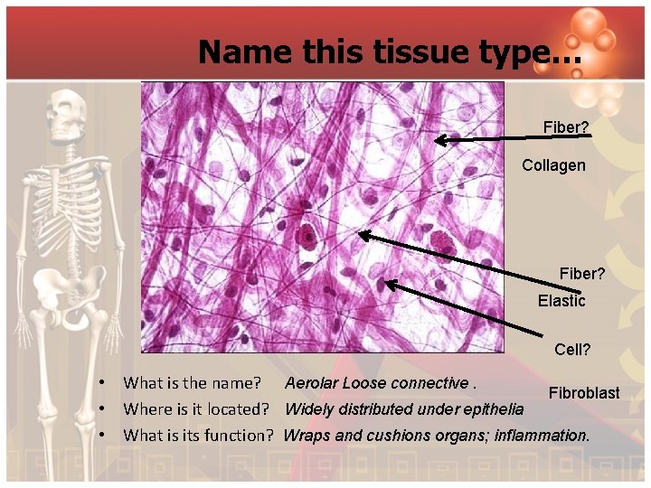 Name this tissue type… Fiber? Collagen Fiber? Elastic Cell? • What is the name?
