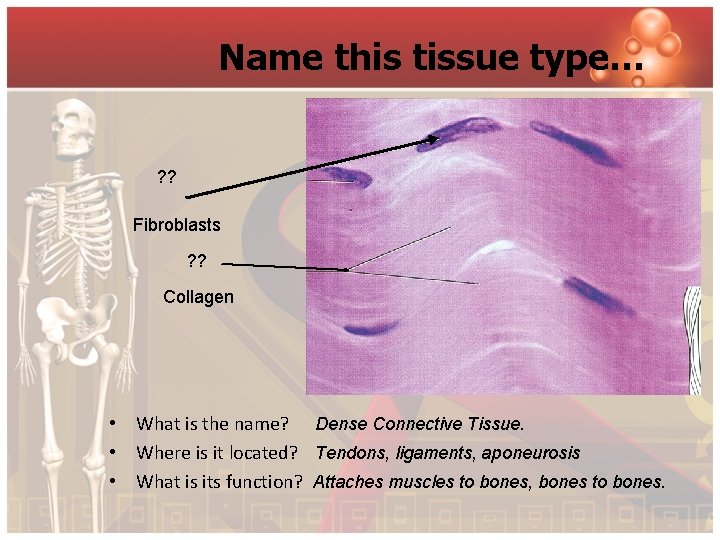 Name this tissue type… ? ? Fibroblasts ? ? Collagen • What is the