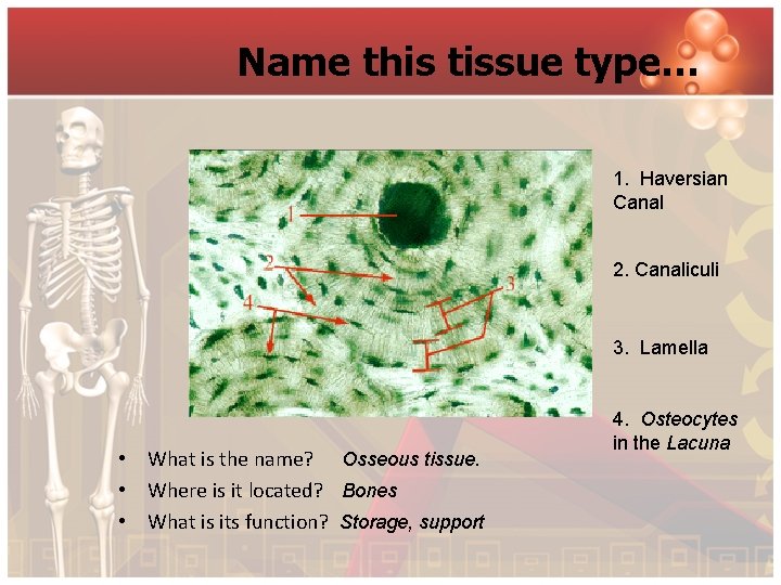 Name this tissue type… 1. Haversian Canal 2. Canaliculi 3. Lamella • What is