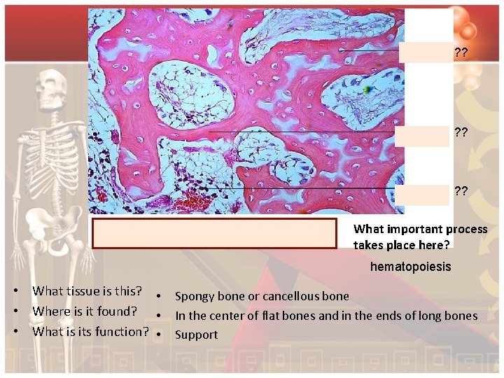 ? ? What important process takes place here? hematopoiesis • What tissue is this?