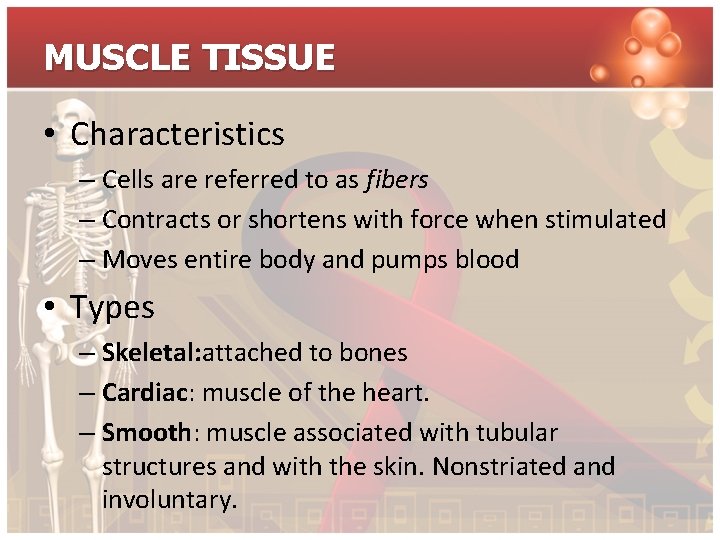 MUSCLE TISSUE • Characteristics – Cells are referred to as fibers – Contracts or