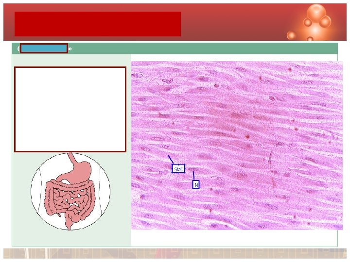 P p SMOOTH MUSCLE 