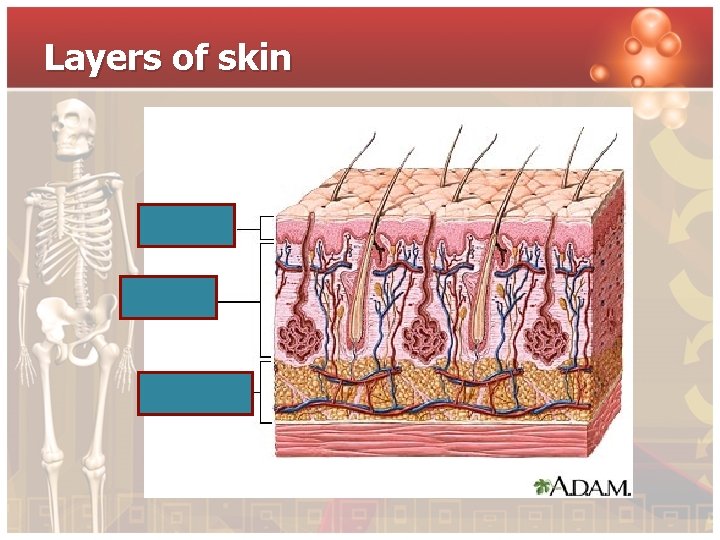 Layers of skin 