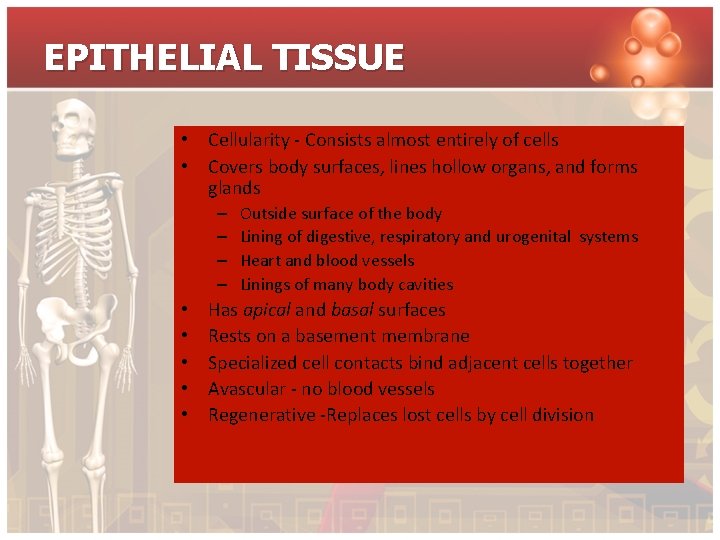 EPITHELIAL TISSUE • Cellularity - Consists almost entirely of cells • Covers body surfaces,