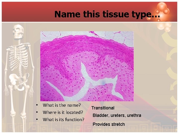 Name this tissue type… • What is the name? • Where is it located?