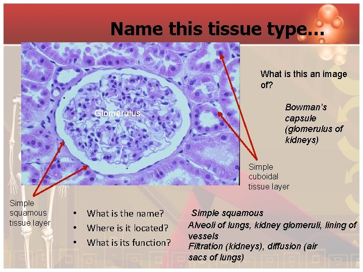 Name this tissue type… What is this an image of? Glomerulus Bowman’s capsule (glomerulus