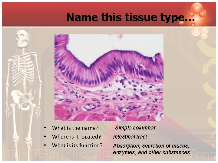 Name this tissue type… • What is the name? • Where is it located?