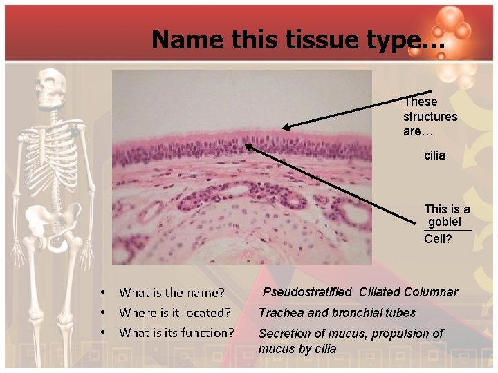 Name this tissue type… These structures are… cilia This is a goblet _______ Cell?