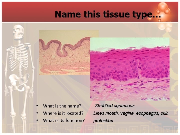 Name this tissue type… • What is the name? • Where is it located?