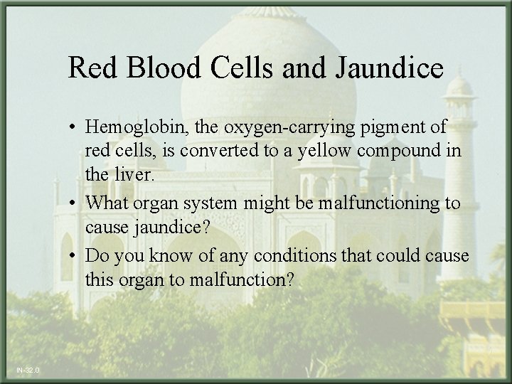 Red Blood Cells and Jaundice • Hemoglobin, the oxygen-carrying pigment of red cells, is