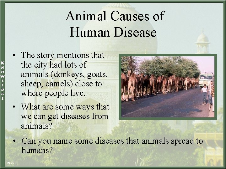 Animal Causes of Human Disease • The story mentions that the city had lots