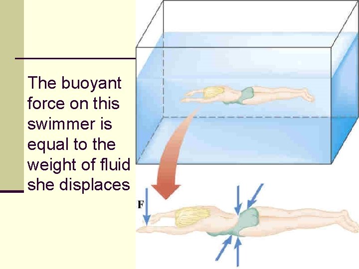 The buoyant force on this swimmer is equal to the weight of fluid she