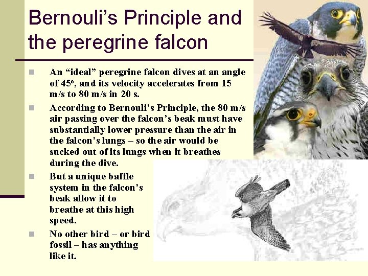 Bernouli’s Principle and the peregrine falcon n n An “ideal” peregrine falcon dives at