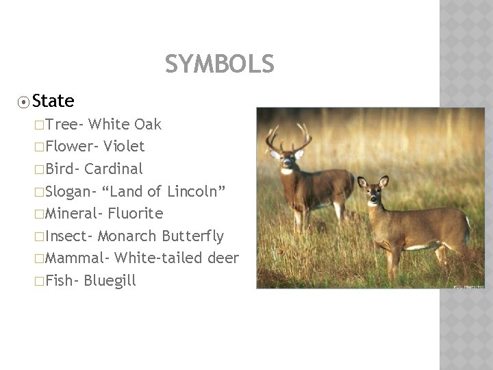 SYMBOLS ⦿ State �Tree- White Oak �Flower- Violet �Bird- Cardinal �Slogan- “Land of Lincoln”