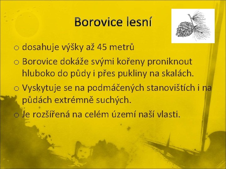 Borovice lesní o dosahuje výšky až 45 metrů o Borovice dokáže svými kořeny proniknout