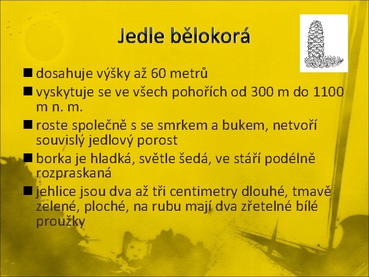 Jedle bělokorá n dosahuje výšky až 60 metrů n vyskytuje se ve všech pohořích