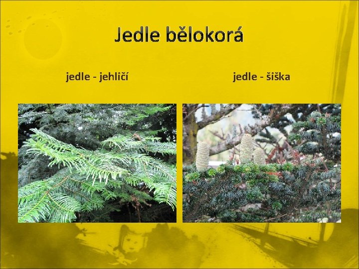 Jedle bělokorá jedle - jehličí jedle - šiška 