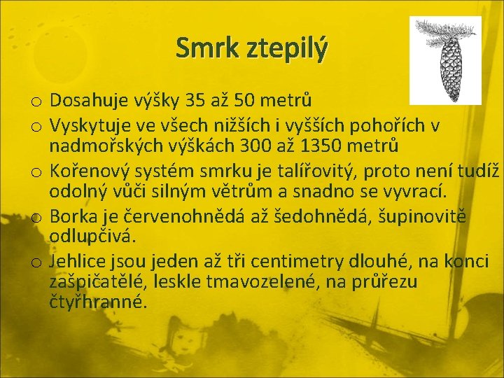 Smrk ztepilý o Dosahuje výšky 35 až 50 metrů o Vyskytuje ve všech nižších