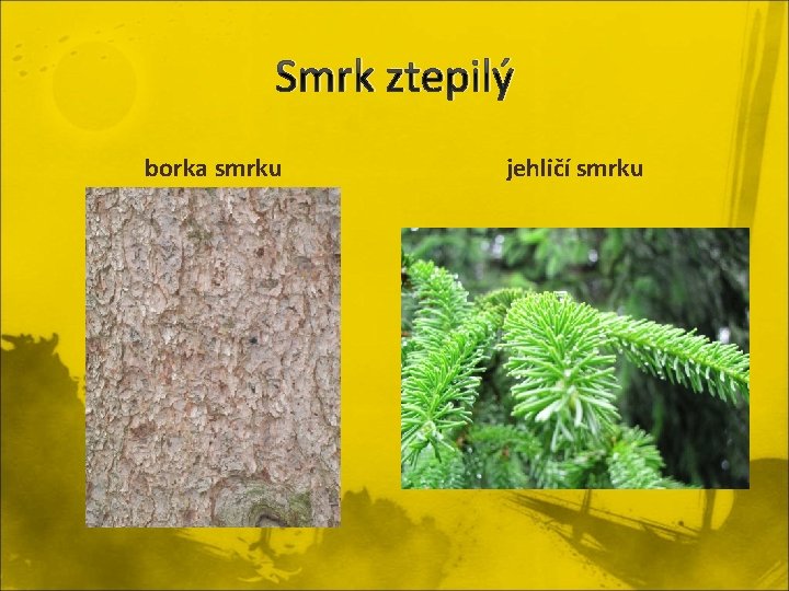 Smrk ztepilý borka smrku jehličí smrku 