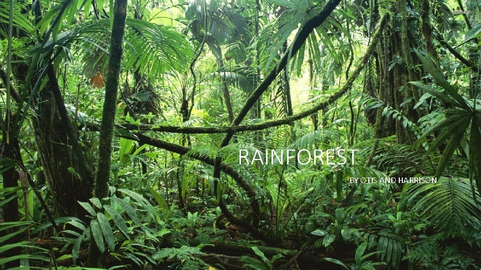 RAINFOREST BY OTIS AND HARRISON 