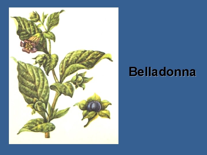 Belladonna Belladonna