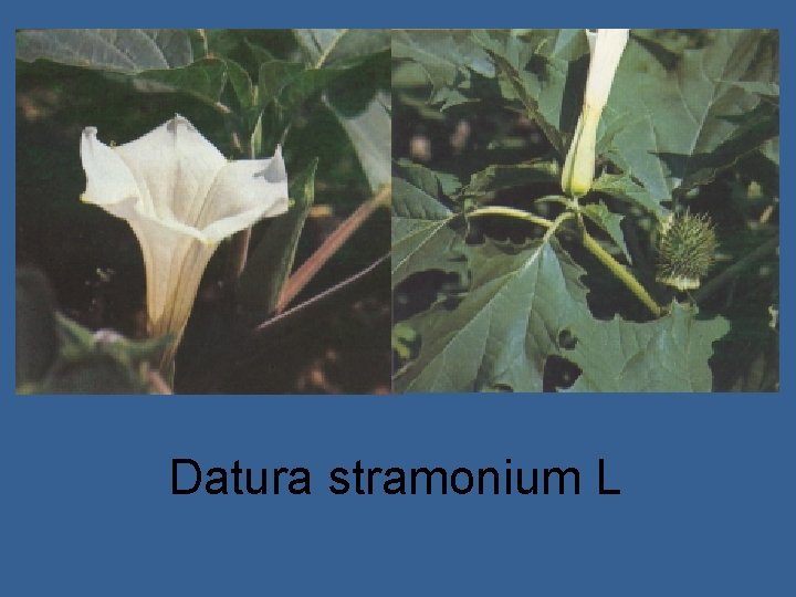 Datura stramonium L Datura stramonium L