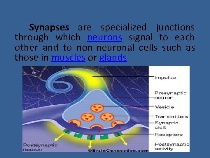 Synapses are specialized junctions through which neurons signal to each other and to non-neuronal Synapses are specialized junctions through which neurons signal to each other and to non-neuronal