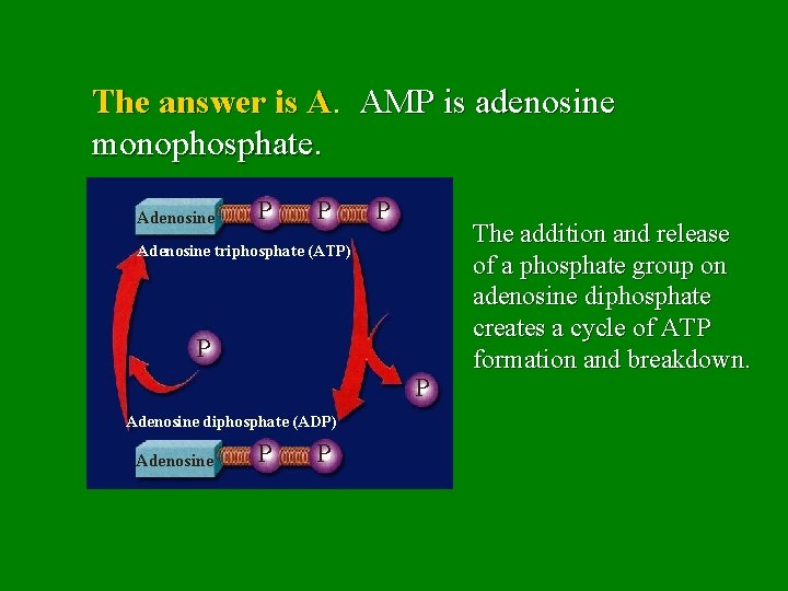 The answer is A. AMP is adenosine monophosphate. Adenosine P P P Adenosine triphosphate