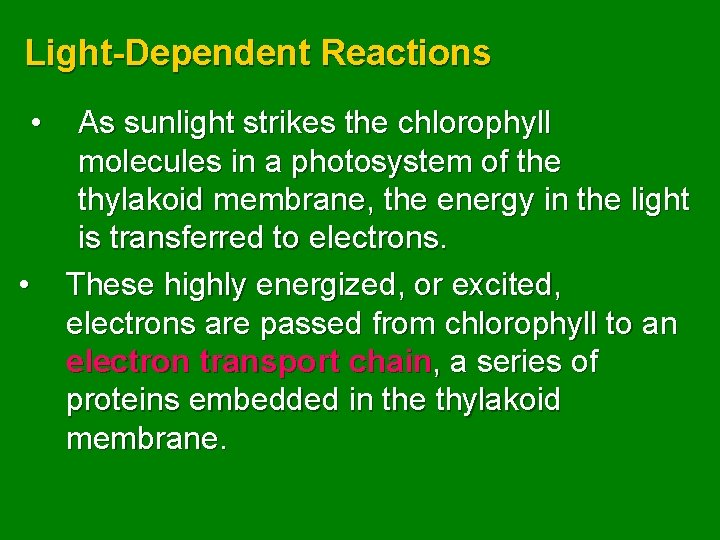 Light-Dependent Reactions • • As sunlight strikes the chlorophyll molecules in a photosystem of