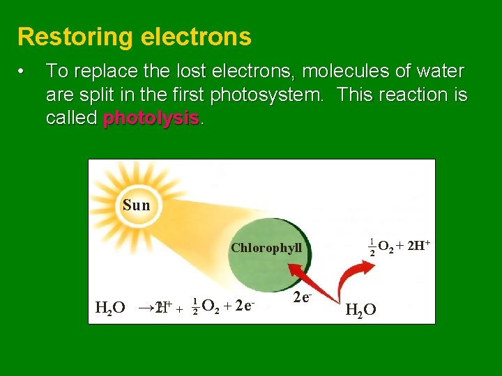 Restoring electrons • To replace the lost electrons, molecules of water are split in