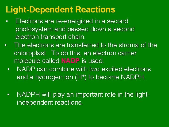 Light-Dependent Reactions • Electrons are re-energized in a second photosystem and passed down a