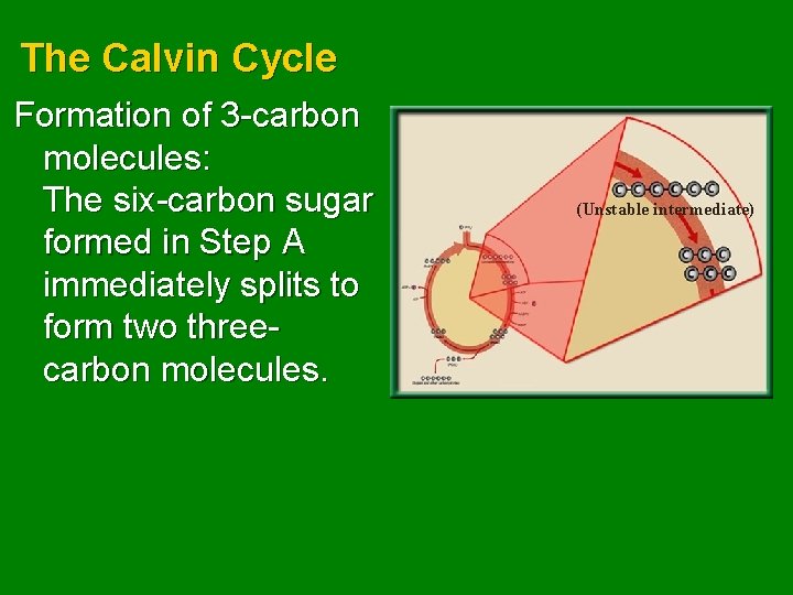 The Calvin Cycle Formation of 3 -carbon molecules: The six-carbon sugar formed in Step
