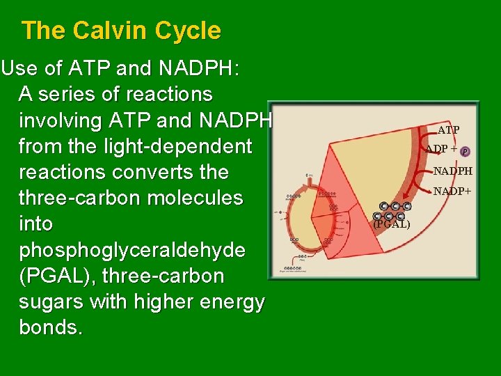 The Calvin Cycle Use of ATP and NADPH: A series of reactions involving ATP