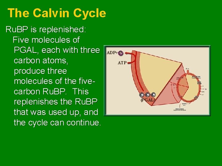 The Calvin Cycle Ru. BP is replenished: Five molecules of PGAL, each with three