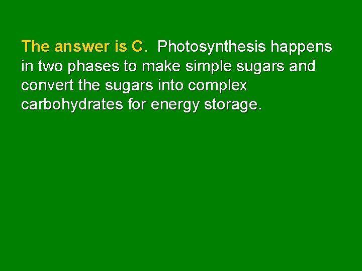 The answer is C. Photosynthesis happens in two phases to make simple sugars and