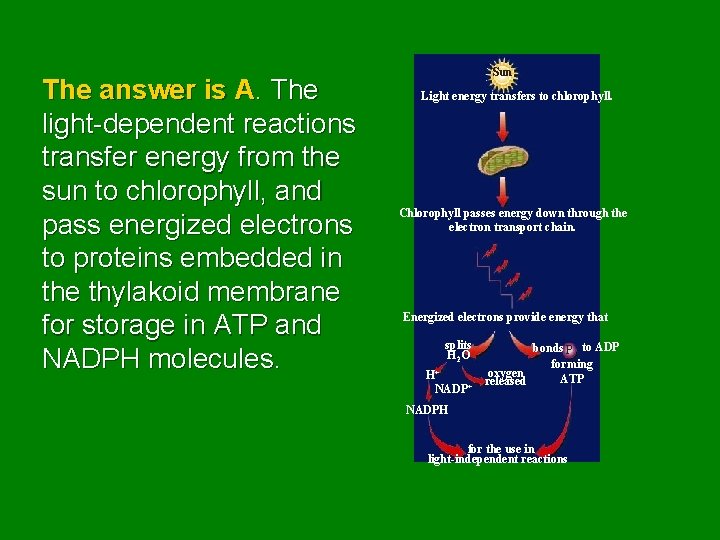 The answer is A. The light-dependent reactions transfer energy from the sun to chlorophyll,