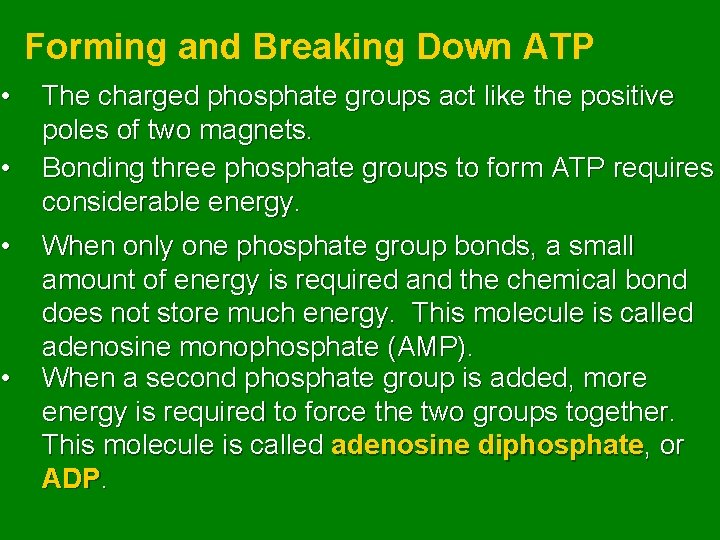  • • Forming and Breaking Down ATP The charged phosphate groups act like