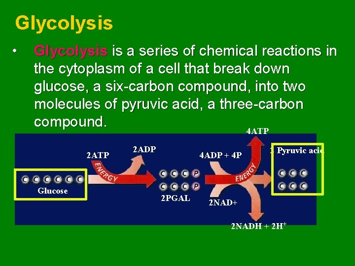 Glycolysis • Glycolysis is a series of chemical reactions in the cytoplasm of a