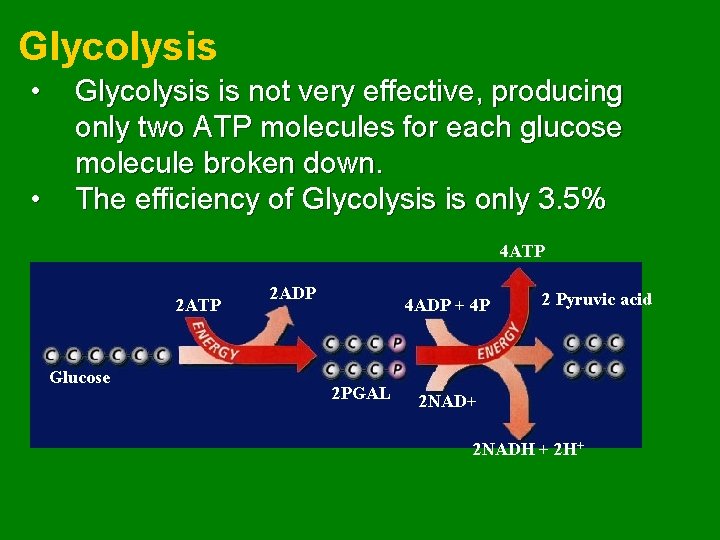 Glycolysis • • Glycolysis is not very effective, producing only two ATP molecules for