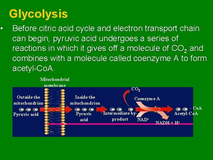  • Glycolysis Before citric acid cycle and electron transport chain can begin, pyruvic