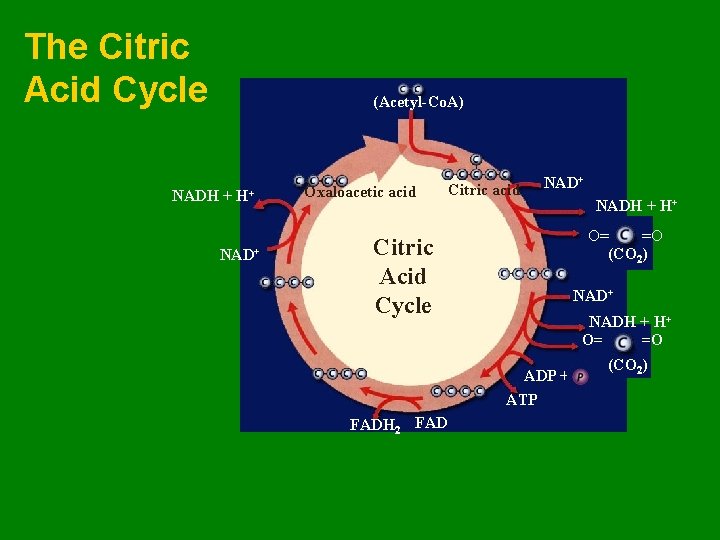 The Citric Acid Cycle (Acetyl-Co. A) NADH + H+ NAD+ Oxaloacetic acid Citric acid