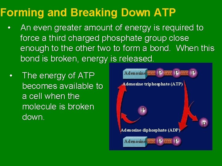 Forming and Breaking Down ATP • An even greater amount of energy is required