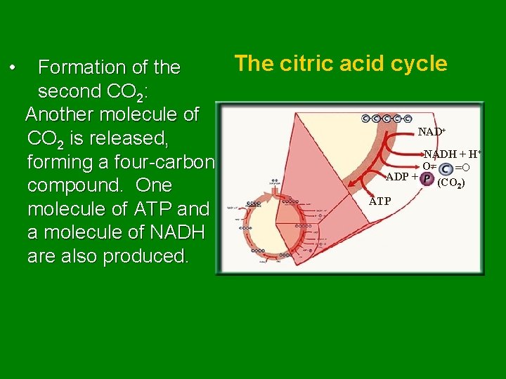  • The citric acid cycle Formation of the second CO 2: Another molecule